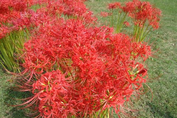 属猴女2024年运势及运程 看看属猴女运势运程