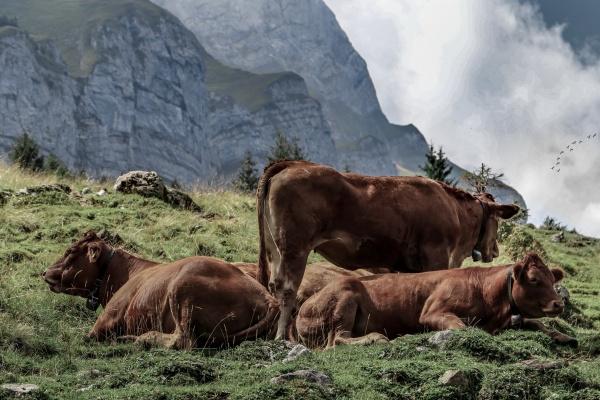 属虎男和属蛇女的适合做夫妻吗 婚姻建议