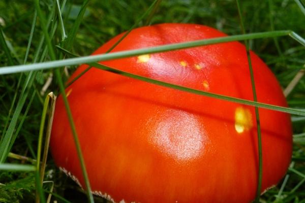 属鸡男和属蛇女合婚好吗 属蛇和属鸡的婚姻如何