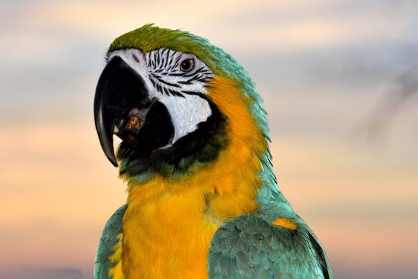 梦到了戴白孝是什么意思