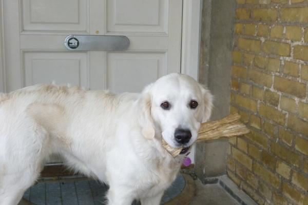 羊男马女配婚姻好不好 超越生肖的真爱