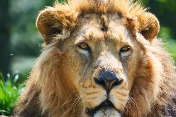 牛人龙年运势2024运势详解 属牛人2024年综合运势