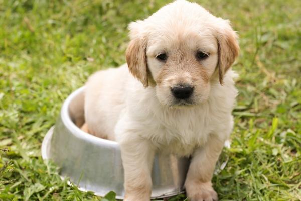 男属牛的最佳婚配表 属牛男和什么属相最配