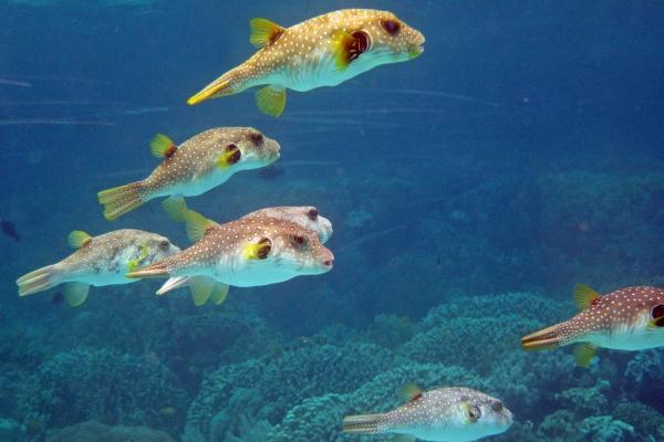 属龙人2024年最佳出行时间,属龙本命年需要注意什么