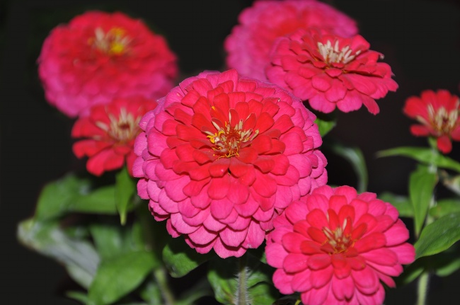 属猪人2024年感情与婚姻 属猪人如何推动感情