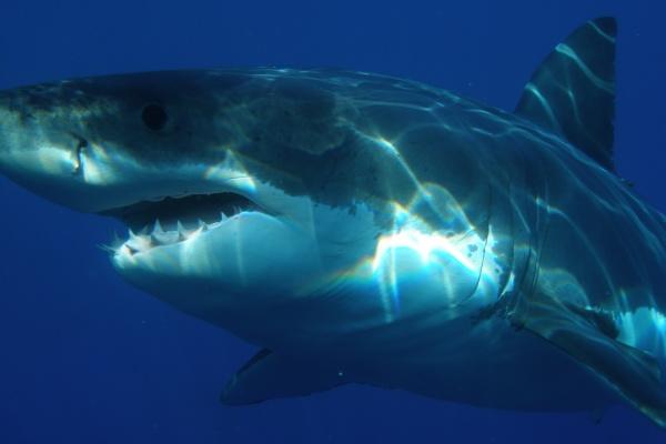 生肖羊2024年运势及运程 属羊人2024年的运势