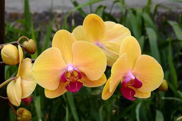 龙年生育是否吉利？怀孕在龙年有何寓意？