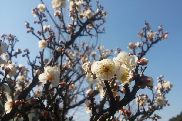 2024年十二生肖全年的运势 十二生肖2024年运程运势