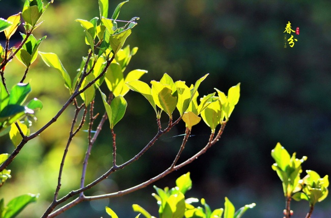 属虎一生最大克星，属虎人要小心的小人属相