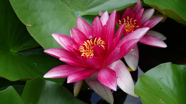 2024年属鸡人的运势及运程 生肖鸡2024全年运势