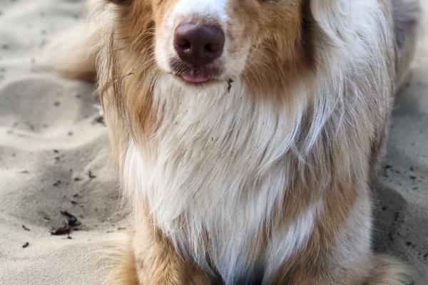 属鼠在2024年运气怎样 生肖鼠2024年全年运势详解