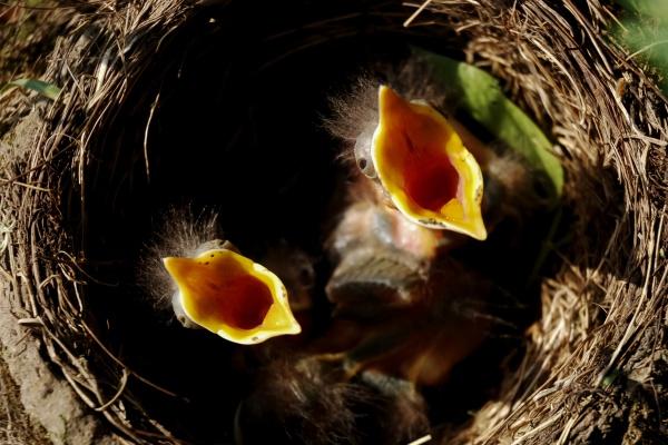 女生属猪和什么属相最配 属猪女最佳婚配生肖
