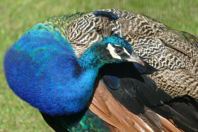 1988的正缘在哪一年结婚 属龙人什么时候适合结婚