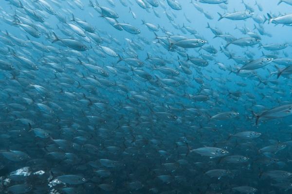 属龙人一生正缘已定 属龙人的正缘是谁