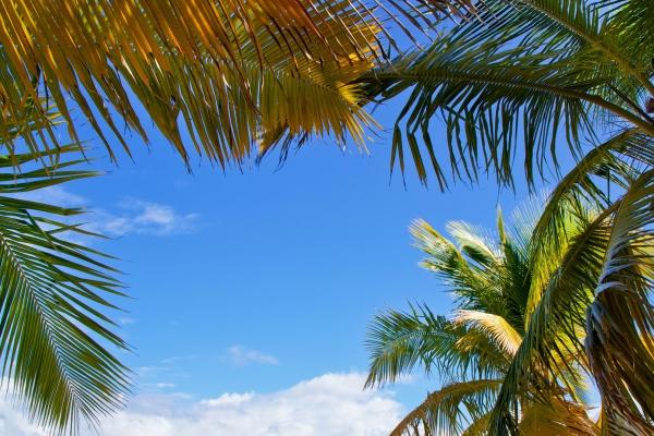 1980属猴在2024年运势 80年的猴在2024年的运势怎么样