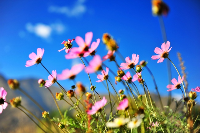 属羊与属猴的婚姻运势分析 感情生活有何种变化