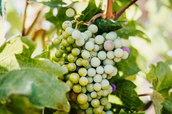 晚年有钱的生肖 晚景好的属相有谁