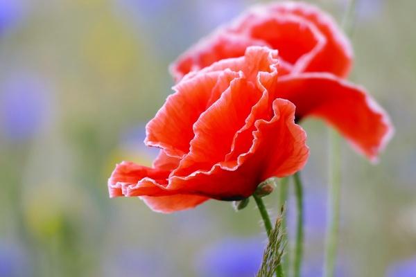 88年龙女一生三大劫 1988年属龙女命运