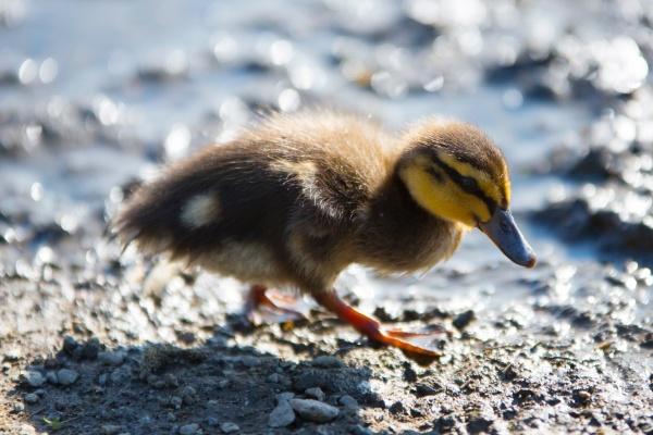 2024年最吉利的生肖有哪些 2024年运气最好的生肖