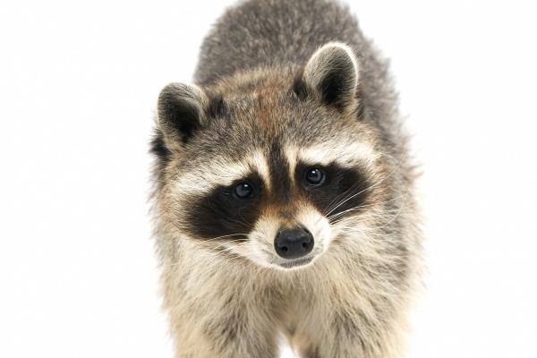 属龙的人今年的运气怎么样 属龙人2024年运势