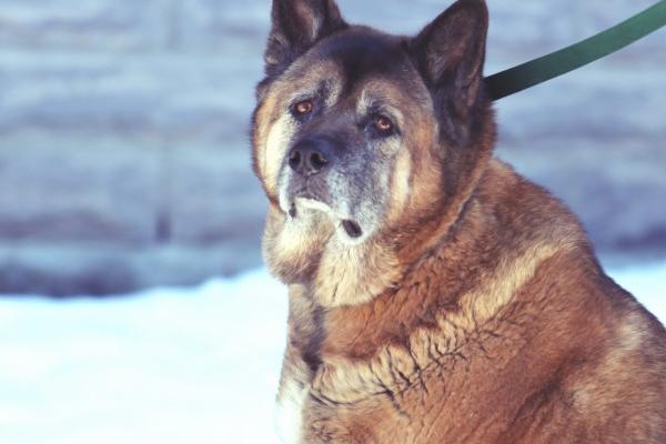 2024年1984年属鼠人的全年运势 1984年老鼠2024年运势