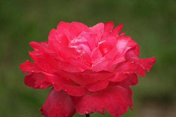 看透不说透的生肖女 智商过人的属相