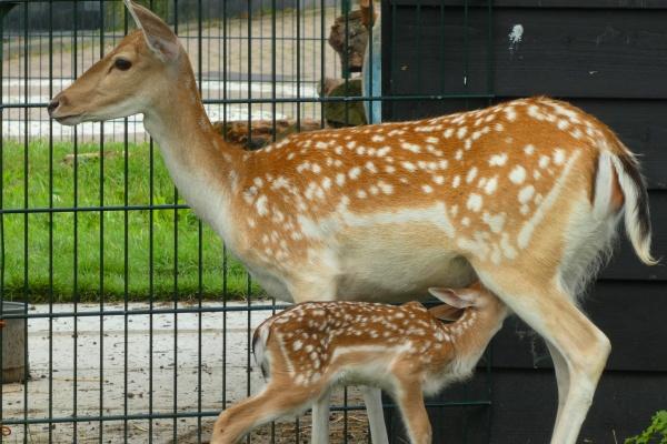 龙人2024运势及运程 属龙人2024年运势运程详解