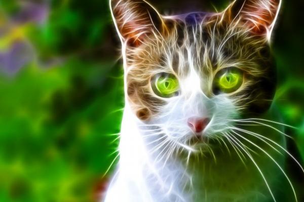 属鼠女与属虎男相配吗？婚姻运势如何