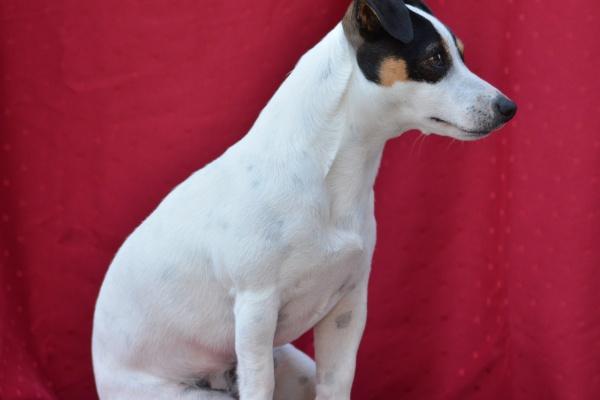 2024年下半年属鼠运势 属鼠人龙年运势