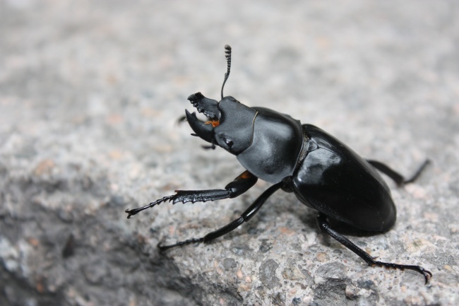 1979属羊有几段婚姻 属羊人婚姻运势