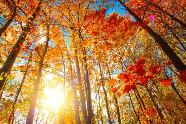 2024年5月18日特吉生肖 今日生肖小运播报