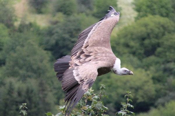 1999年属兔正缘什么时候出现 属兔人姻缘配对