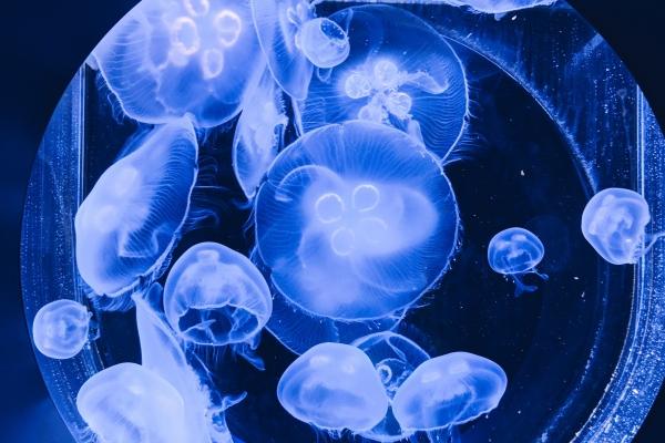 仙指阁运势2024年5月26日十二生肖运势解析