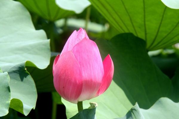 属兔与属虎姻缘是否美满 兔虎婚配运势如何