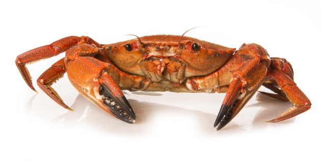 第一运程 2024年5月28日十二生肖运势解析