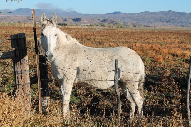 属马人开什么店生意才会好 马干什么能发财