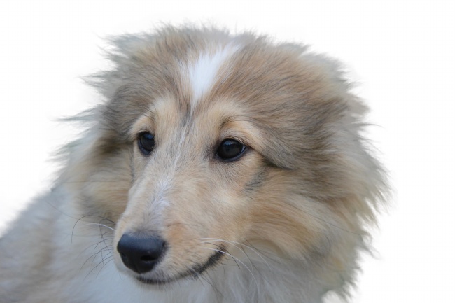 1993年女鸡在2024年运势 2024属鸡女全年运势1993