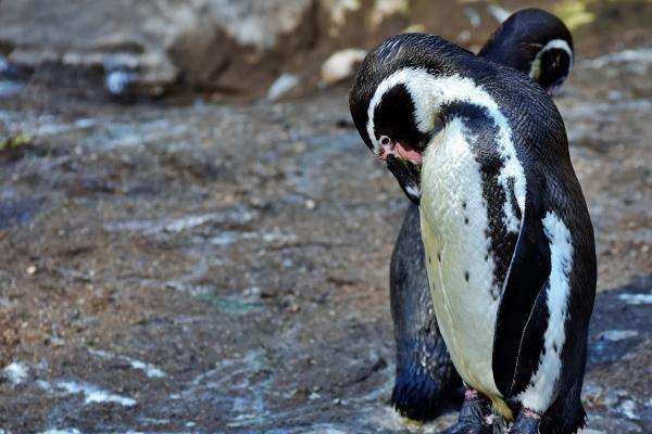 1987年属兔一生命运如何 属兔运势解析