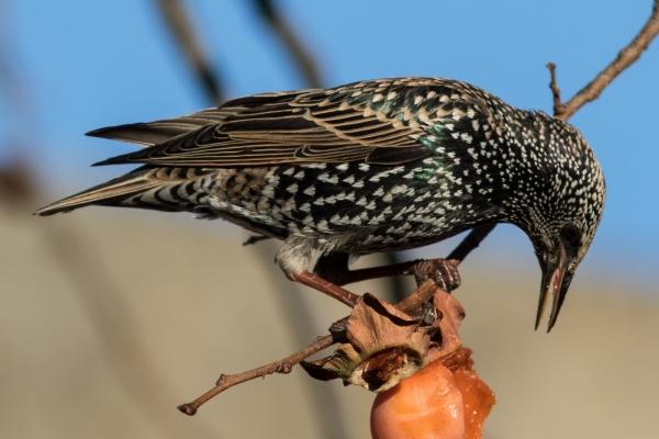 属鼠与属狗的婚姻配对如何 感情之路如何走