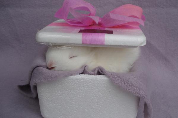 聪明有钱又低调的生肖女，谁最有魅力？