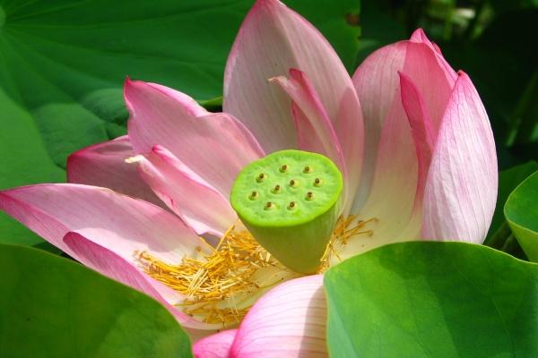 2024年属牛女有大灾大难吗 2024属牛女运势