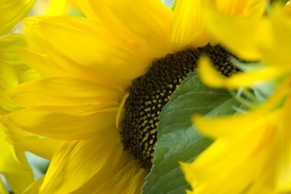 76年属龙有几段婚姻 属龙人婚姻命运