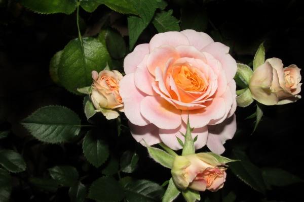 2024属鸡的能金榜题名吗 2024年属鸡人运势