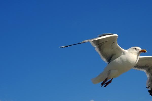 属蛇与属猪属相是否相合 蛇猪婚配运势如何