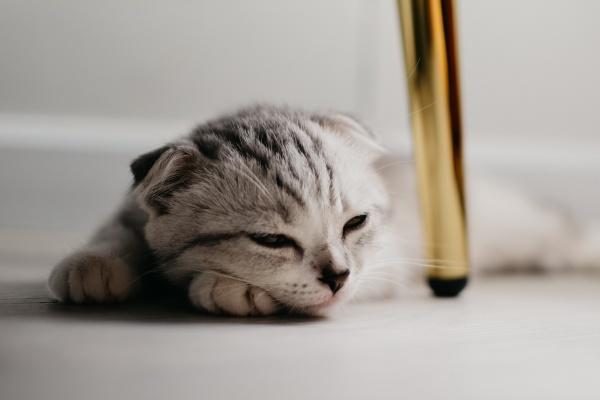 属鸡的2024年运势怎么样 2024年属鸡人的全年运势