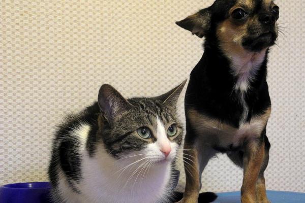 龙遇兔难致富 属龙人和谁合财