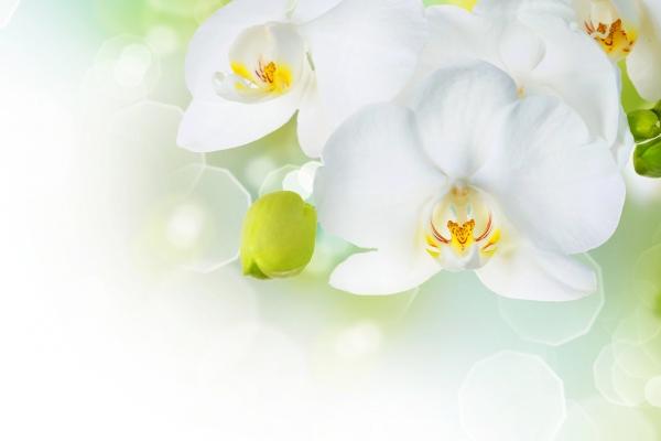 2024年都有哪些生肖犯太岁 2024年犯太岁的属相