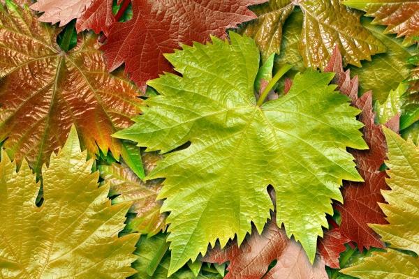 2024年运势好的生肖 2024年最旺的属相有哪些