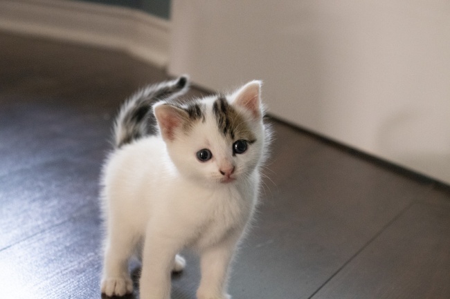 仙指阁运势 2024年5月18日十二生肖运势解析