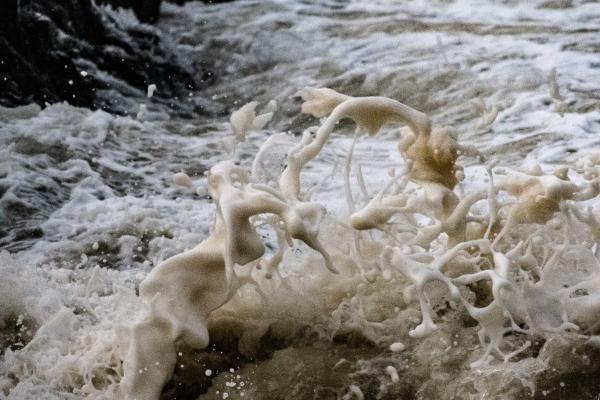 2024年龙年属猴人的全年运势 属猴人2024年龙年全年运势